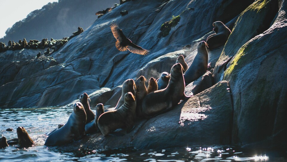 South American sea lions. Photo: Salmonexpert.cl.