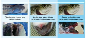 English version of hit Norwegian fish welfare manual ‘coming soon’