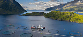 Investor group plots a different course for Norwegian salmon assets