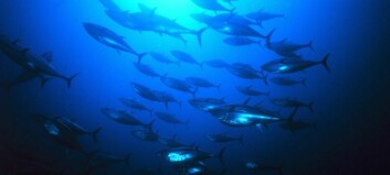Investors lose millions in Spanish tuna farms