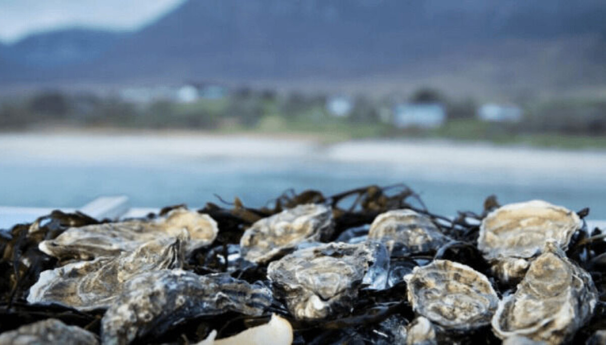 Ireland shells out for mussel and oyster farmers