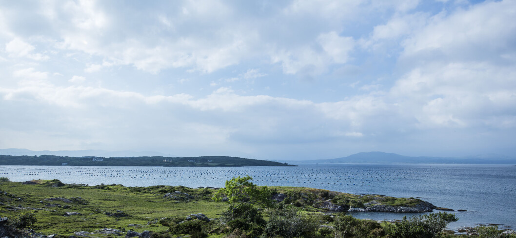 Organic mussels being produced at Kush Shellfish, Kenmare Bay, Co Kerry. Photo: BIM. Organic mussels being produced at Kush Shellfish, Kenmare Bay, Co Kerry. Photo: BIM.