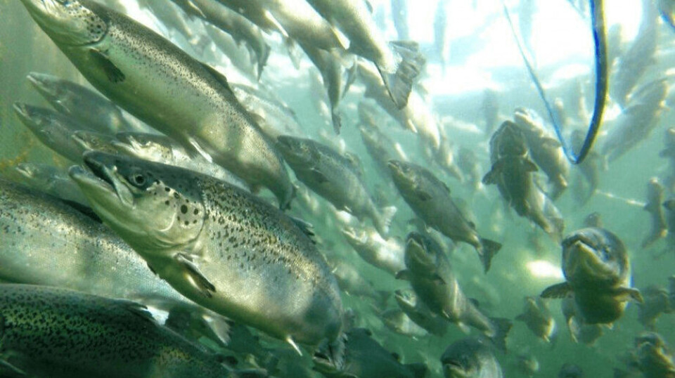 Reference photo of salmon in a net pen. Benchmark Holdings' health division supplies the lice medicine Salmosan Vet in Norway, Scotland, Chile, and North America, and its INVE nutrition division supplies finfish hatchery and prawn feed.