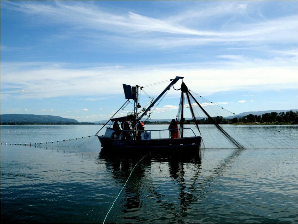 Escalating coho concerns