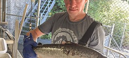 Escaped farmed salmon found in New Brunswick waterway