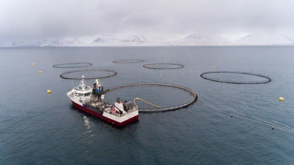 Arnarlax has been given a licence to grow up to 10,000 tonnes of sterile salmon.