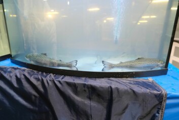 Some of Grieg's triploid post-smolts on display at Marystown. Photo: GSN.
