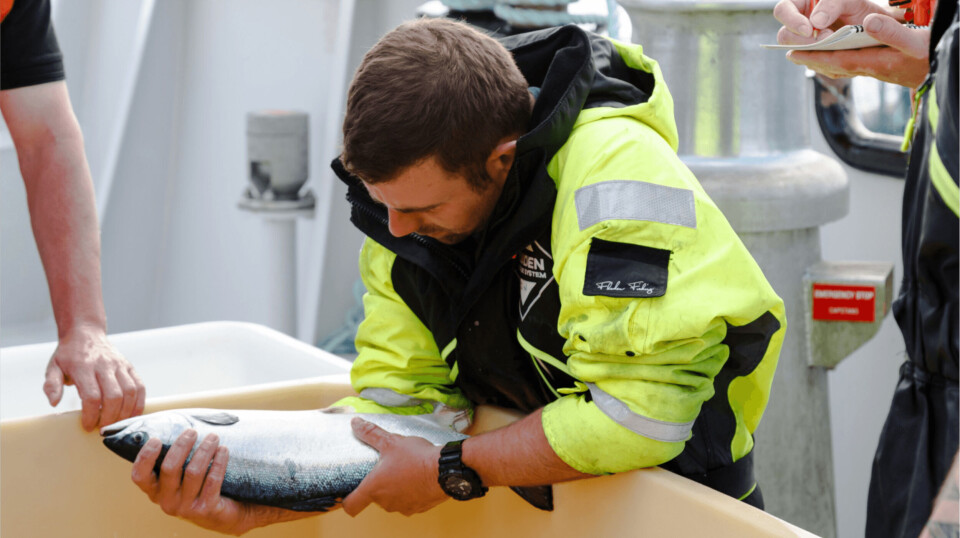 A fish being checked for sea lice and general health on a salmon farm in Scotland.
