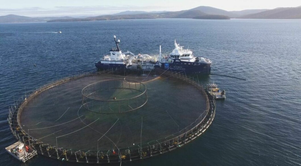 Huon's production was hit by a moon jellyfish bloom and warmer-than-expected water in its 2019 financial year. Photo: Huon.