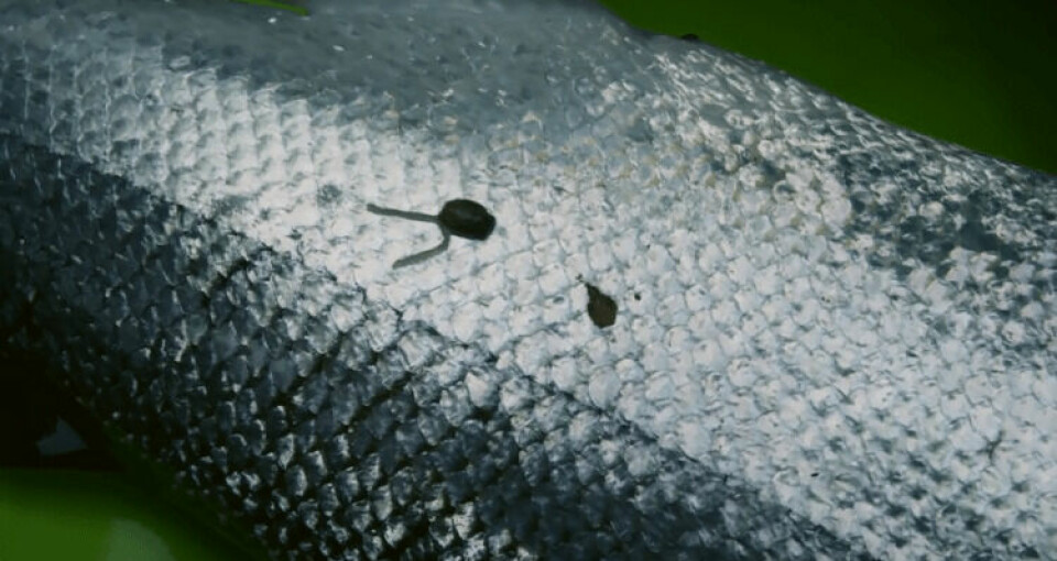 Sea lice on a salmon.