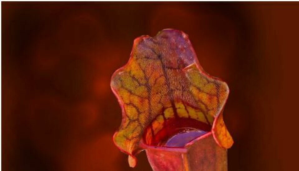 The slippery tactics of the carnivorous pitcher plant led scientists to a solution to biofouling. Photo: University of Sydney