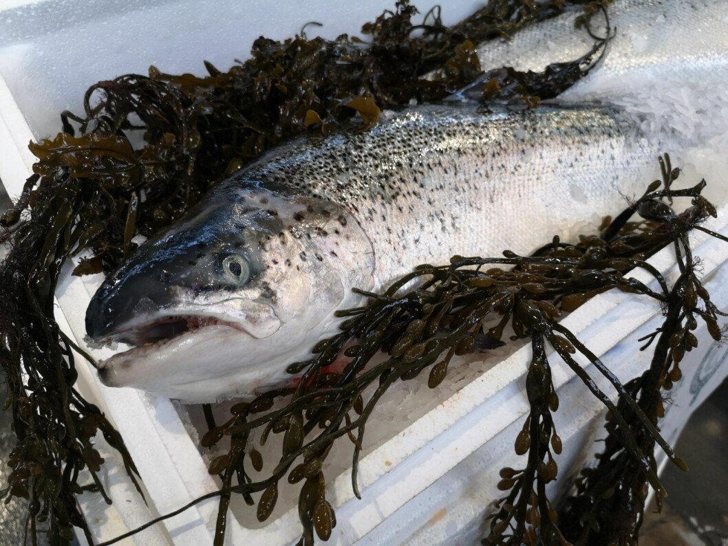 New EU export health certificates for seafood have been put back until next year New EU export health certificates for seafood have been put back until next year