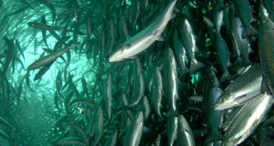 'Training' fish before they are put to sea may help survival, but responses to exercise vary.
