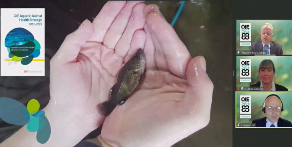 The strategy was launched during a Zoom conference this week. Screengrab: Salmonexpert.cl.