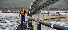 S&TC demands probe into effects of salmon escape