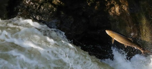 Last chance to net cash for wild salmonid projects