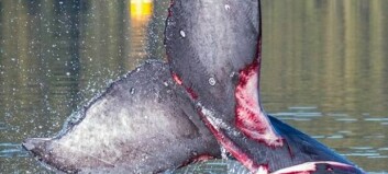 Farm whale death under investigation