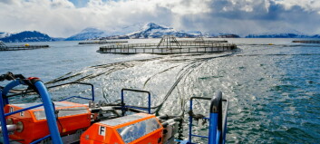 Lerøy harvests more fish but earns less