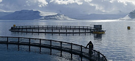 Farmed salmon now second most valuable fish in Iceland