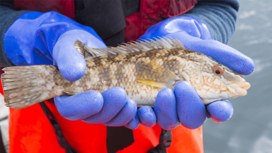 Ballan wrasse are used as cleaner fish on Scotland's salmon farms. Photo: Loch Duart Ballan wrasse are used as cleaner fish on Scotland's salmon farms. Photo: Loch Duart