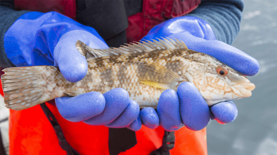 Ballan wrasse are used as cleaner fish on Scotland's salmon farms. Photo: Loch Duart