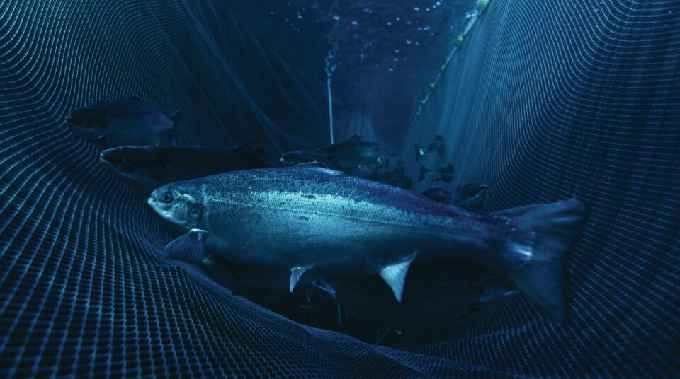 Scotland's salmon farmers want to keep fish in the water longer while access to markets is limited. Photo: Mowi.