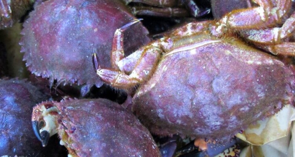 The larvae of the Chilean rock crab were all killed in tests involving recommended doses of lice treatments. Photo: Wikimedia Commons