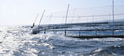 Orkney planners give green light to new Cooke salmon farm