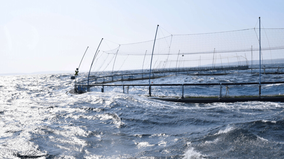 Cooke's first 'offshore' farm at Skelwick, Orkney. The Canadian company's new farm will be even further from land.