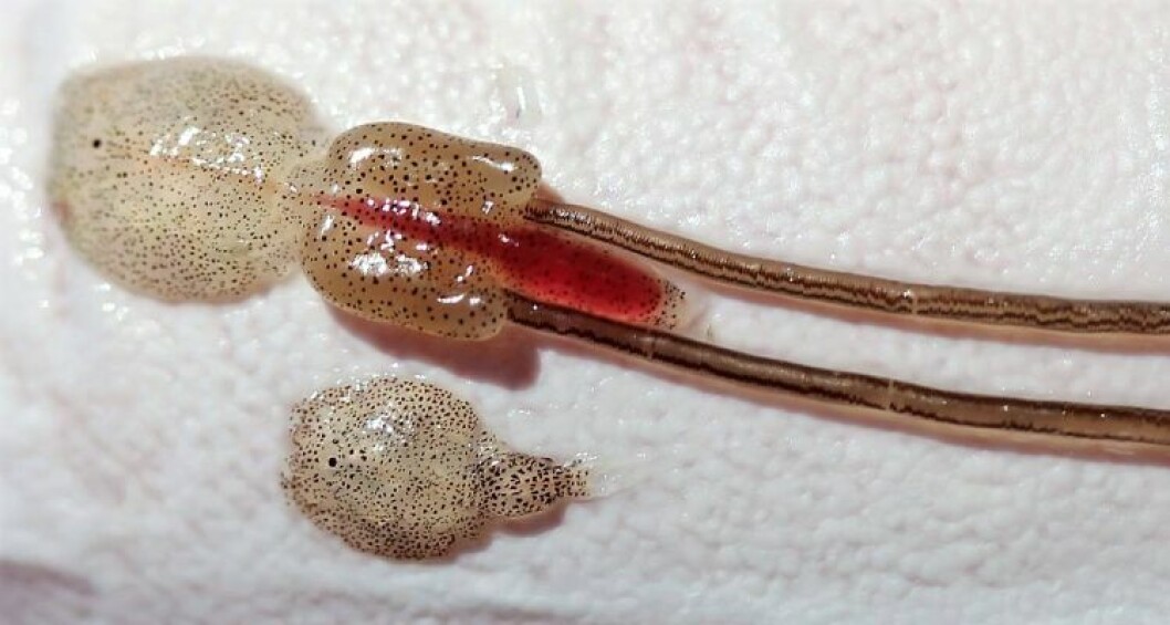 Scottish salmon farmers will be allowed to use shorter, more concentrated lice treatments during the Covid-19 epidemic. Scottish salmon farmers will be allowed to use shorter, more concentrated lice treatments during the Covid-19 epidemic.