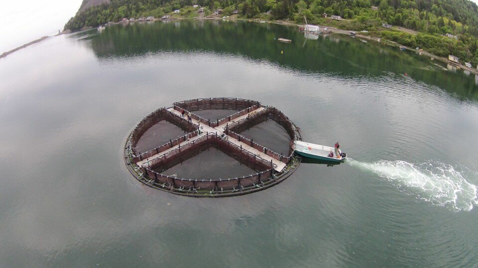 Lifeline could save Fundy salmon