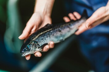 A smolt grown at Barcaldine. Faeces from smolts and uneaten feed contribute to a nutrient-dense waste stream that is used in agriculture. Photo: SSF. A smolt grown at Barcaldine. Faeces from smolts and uneaten feed contribute to a nutrient-dense waste stream that is used in agriculture. Photo: SSF.