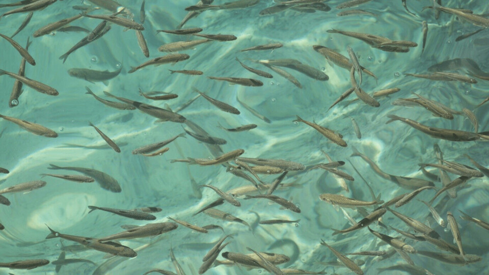 Aller Aqua's feed trial showed high survival in trout fed with concentrations of functional marine ingredients. Photo: Aller Aqua.