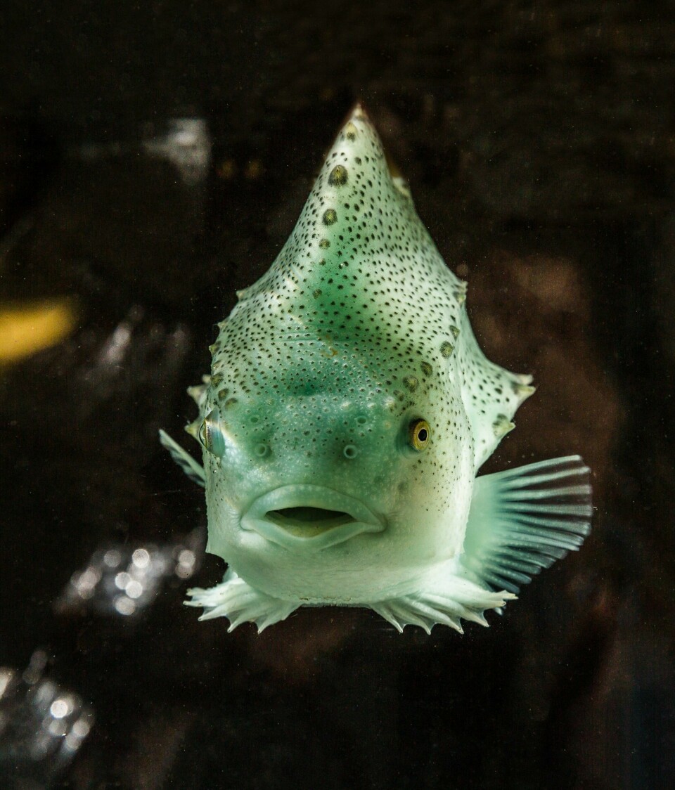 The lumpfish is one of two species used to control sea lice levels on salmon farms.