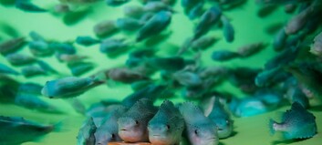 Feed, clean water and rest are keys to happy lumpfish