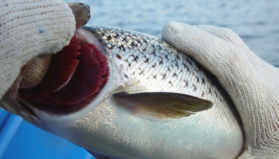 Photo: Salmonexpert archive.