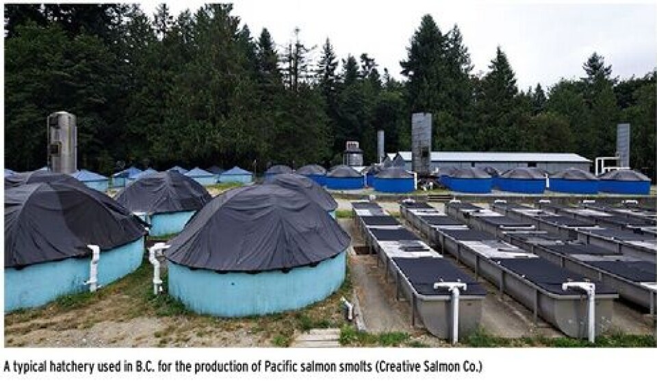 Few Pacific Salmon being farmed in Canada