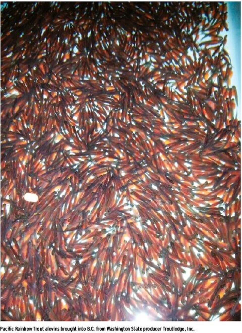 Few Pacific Salmon being farmed in Canada