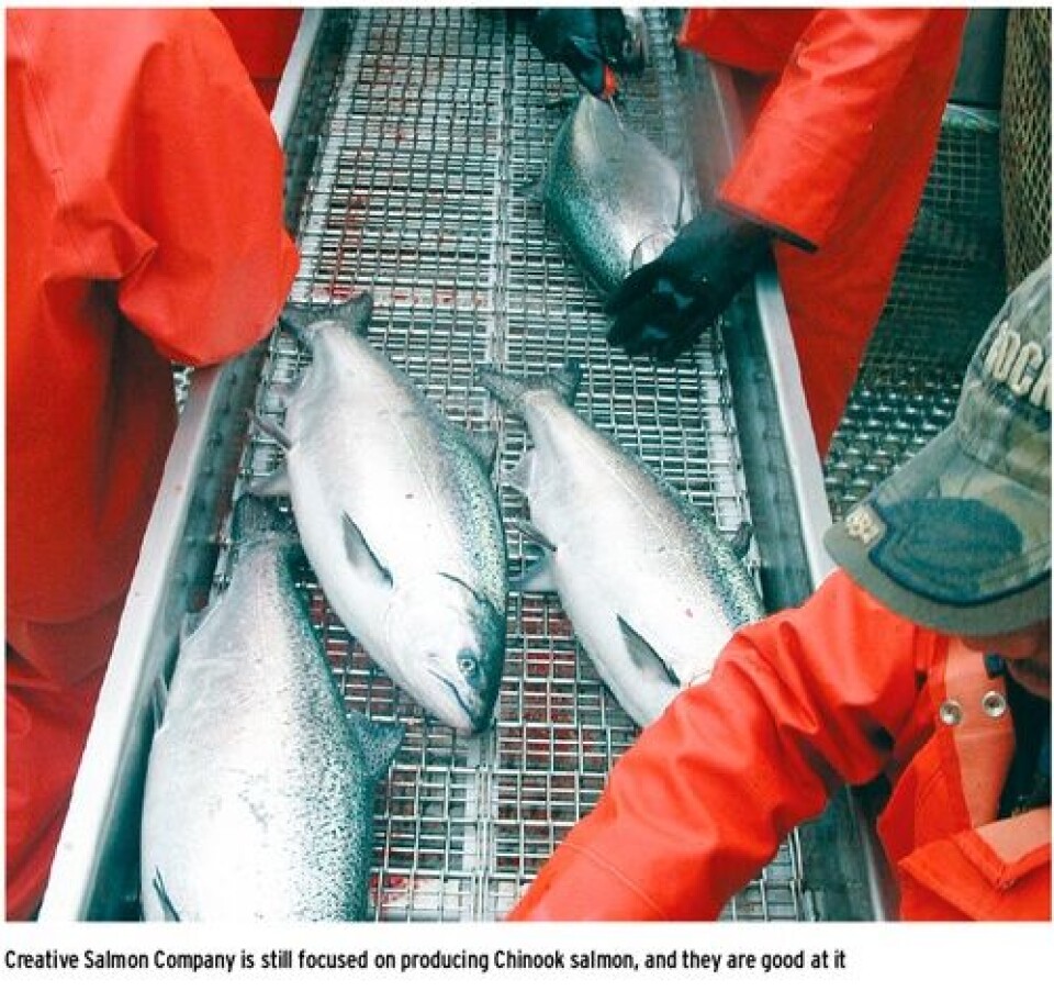 Few Pacific Salmon being farmed in Canada