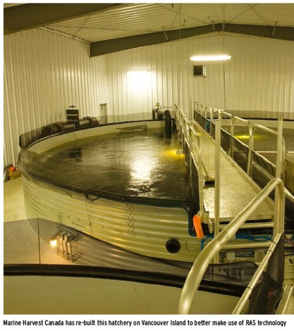 Few Pacific Salmon being farmed in Canada