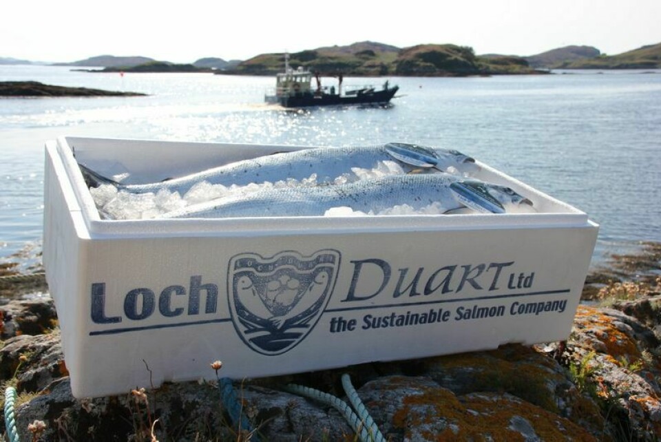 Loch Duart uses ballan wrasse to combat sea lice that prey on its salmon. Photo: Loch Duart