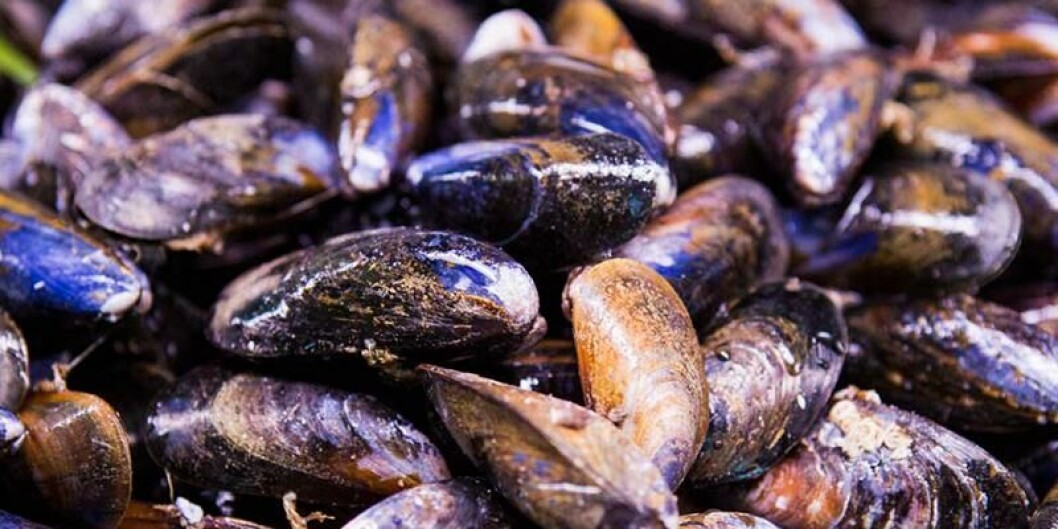 A competition will be held to find Scotland's best shellfish. Photo: Loch Fyne Oysters Ltd