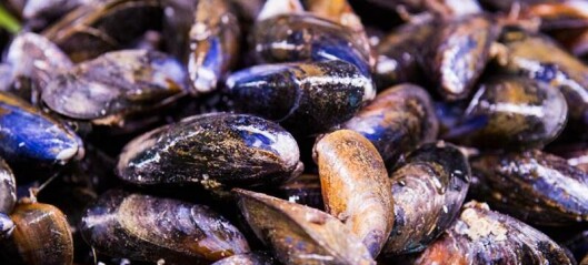 Loch Fyne Oysters wins ASC first - for mussels