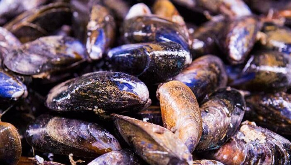 Lots on the menu at Scottish shellfish conference