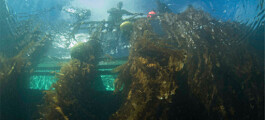 Financial kelp: seaweed farmer raises $1.5m for expansion