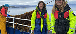First ‘salmon farm seaweed’ harvested at Scalpay