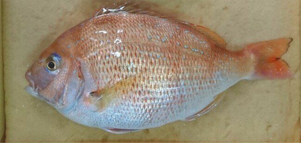 A gene-edited red bream. The fish is said to produce 20% more meat. Photo: Regional Fish Institute.