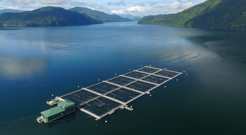 Canada 'importing more salmon and exporting jobs'