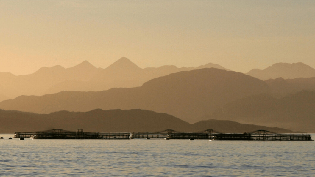 Ewe beauty: Mowi's organic salmon are being grown in the stunning surrounds of Wester Ross. Photo: Mowi. Ewe beauty: Mowi's organic salmon are being grown in the stunning surrounds of Wester Ross. Photo: Mowi.
