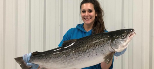 First US land-farmed Atlantic salmon go on sale